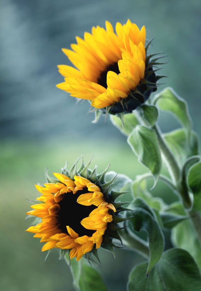 Hoa hướng dương: Hãy ngắm nhìn loài hoa đầy mặn mà này, nó có thể mang đến niềm vui và sức sống cho bạn vào mỗi buổi sáng. Hình ảnh hoa hướng dương sẽ khiến bạn cảm thấy thư giãn và tươi mới với tinh thần đầy năng lượng.